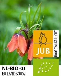 Bio Fritillaria Early Dream